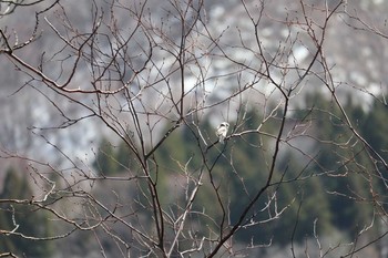 Long-tailed tit(japonicus) Asahiyama Memorial Park Tue, 3/31/2020