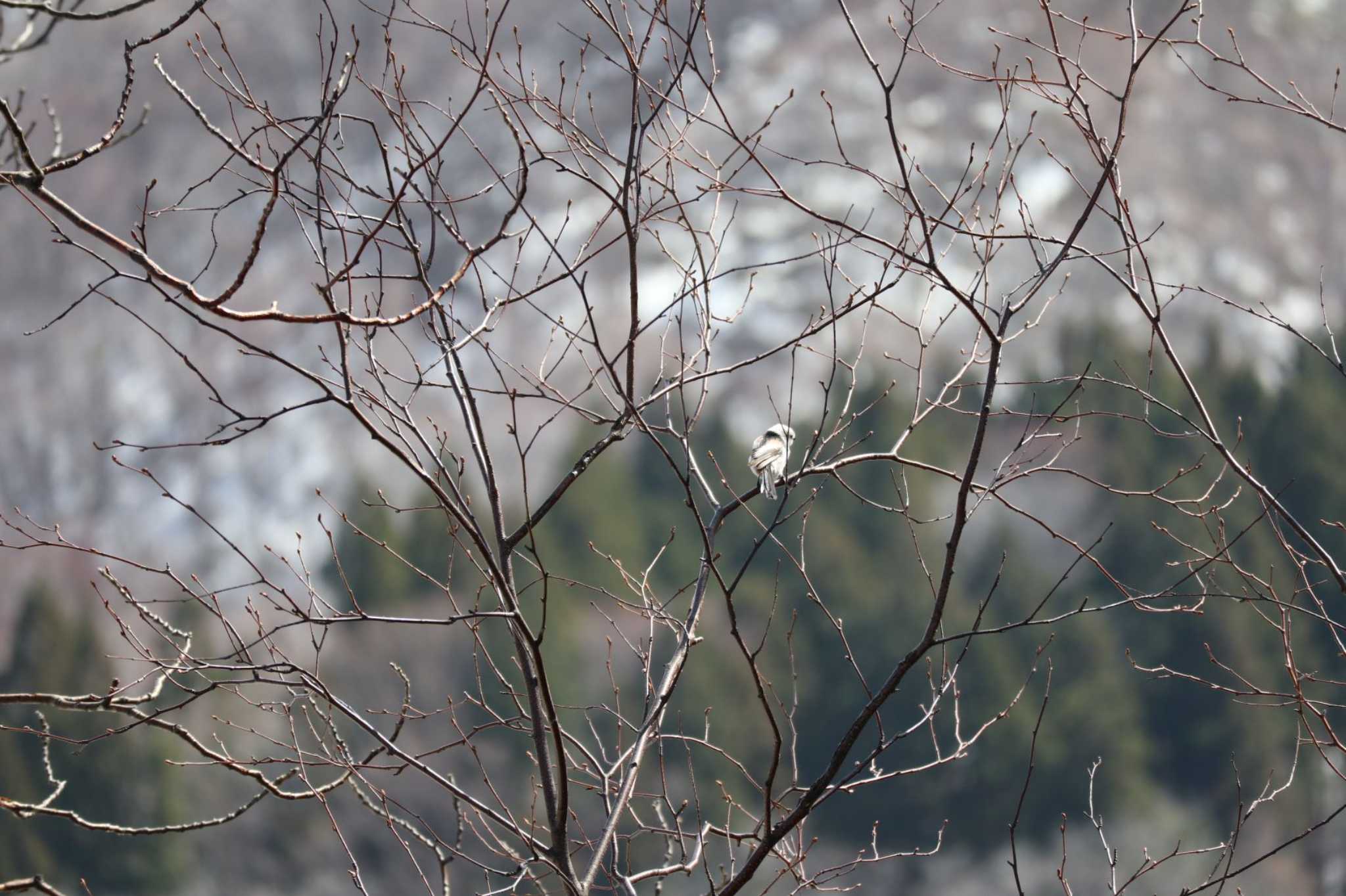 Photo of Long-tailed tit(japonicus) at Asahiyama Memorial Park by contador