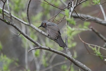 Brown-eared Bulbul Asahiyama Memorial Park Fri, 5/1/2020