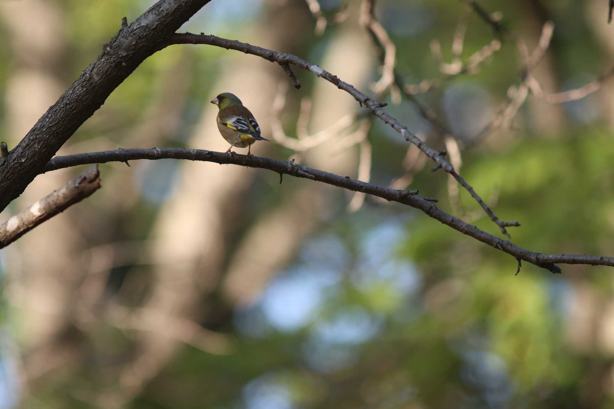 Photo of Grey-capped Greenfinch at 伏見稲荷　sapporo by contador