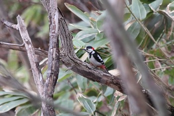 Great Spotted Woodpecker Asahiyama Memorial Park Thu, 4/9/2020