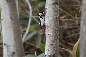 Great Spotted Woodpecker Asahiyama Memorial Park Thu, 4/9/2020