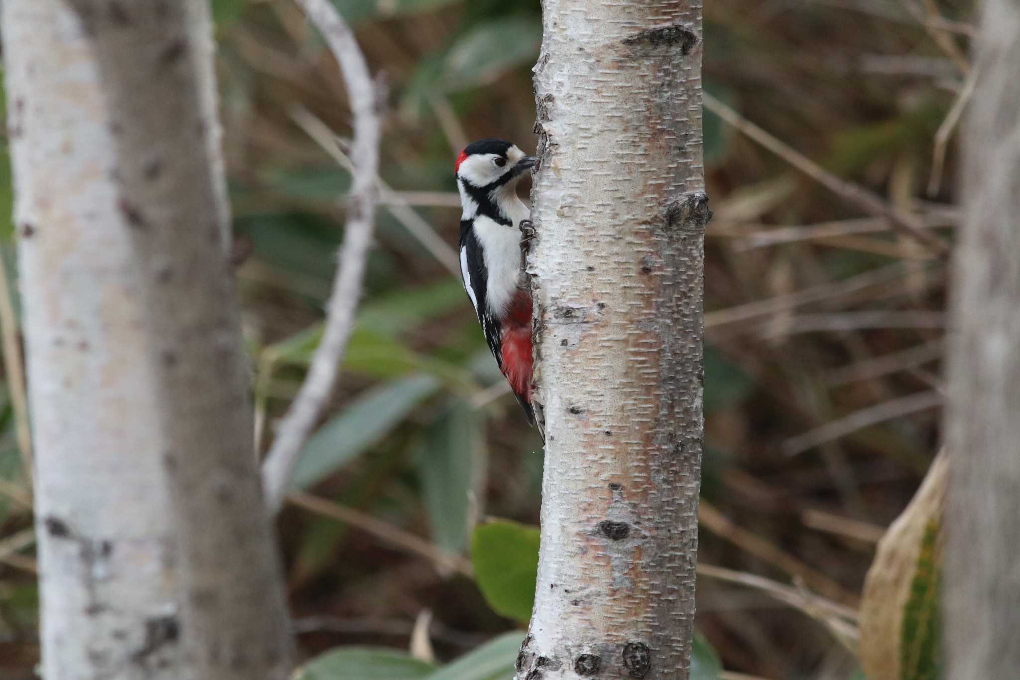 Photo of Great Spotted Woodpecker at Asahiyama Memorial Park by contador