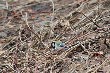 シジュウカラ 旭山記念公園 2020年4月9日(木)