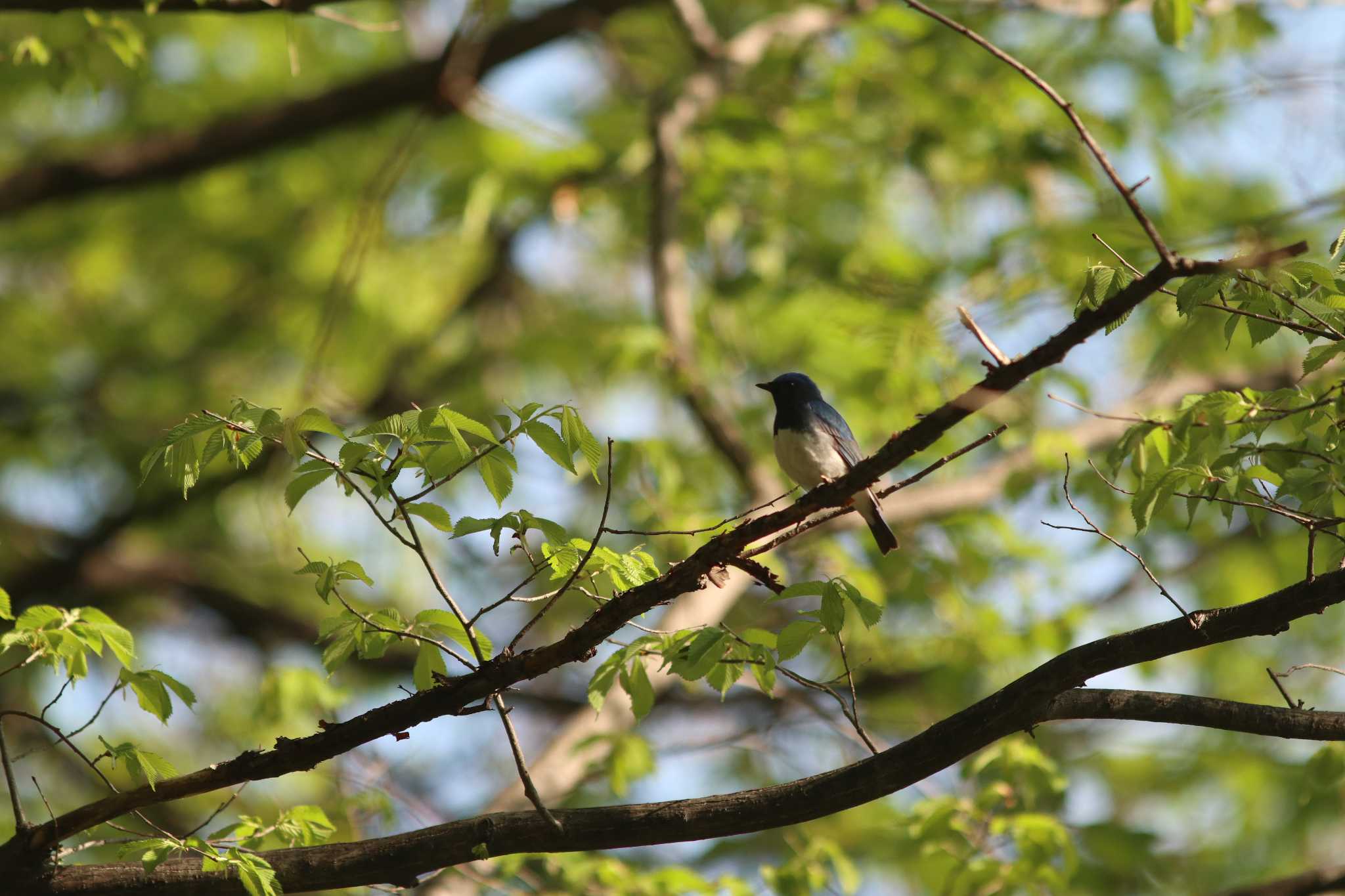 Photo of Blue-and-white Flycatcher at 伏見稲荷　sapporo by contador
