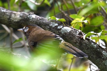 ヒゲガビチョウ 香川県 2020年10月3日(土)