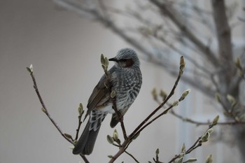 Brown-eared Bulbul 自宅 Mon, 2/3/2020