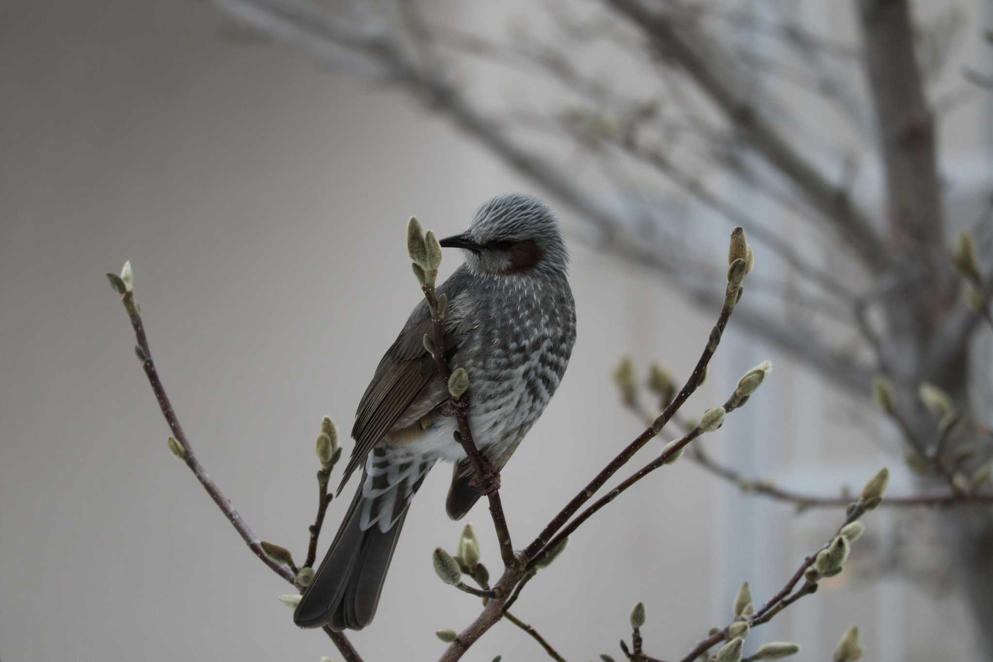 Photo of Brown-eared Bulbul at 自宅 by contador