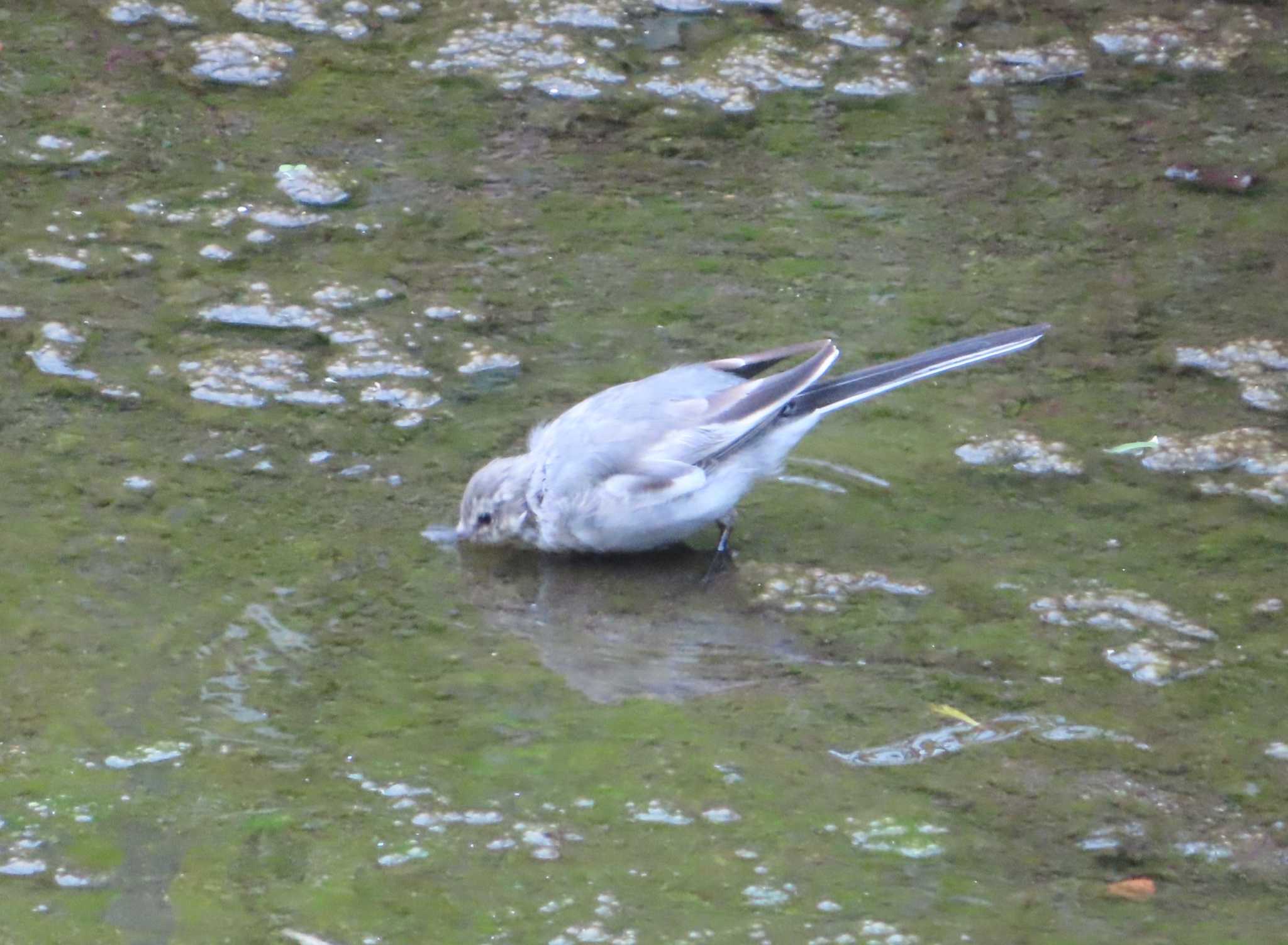 Photo of White Wagtail at 境川(境橋付近) by ゆ