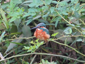 Common Kingfisher 境川(境橋付近) Sat, 10/3/2020