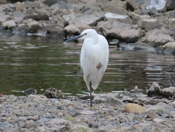 Little Egret 境川(境橋付近) Sat, 10/3/2020