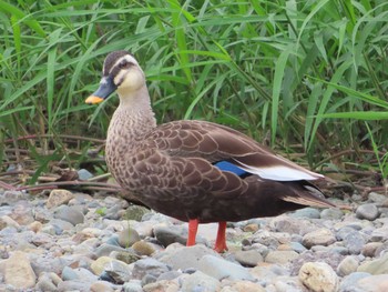 Eastern Spot-billed Duck 境川(境橋付近) Sat, 10/3/2020