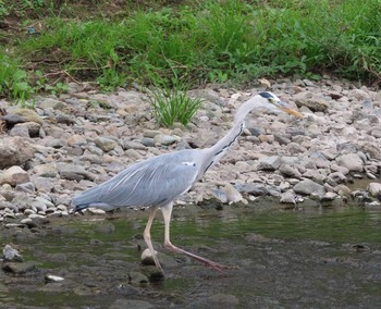 Grey Heron 境川(境橋付近) Sat, 10/3/2020