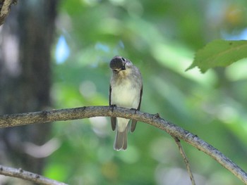 2020年10月2日(金) 東京港野鳥公園の野鳥観察記録