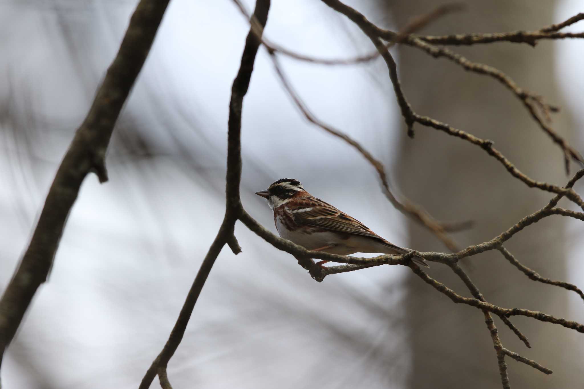 Rustic Bunting