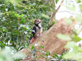 2020年10月3日(土) 峰山高原の野鳥観察記録