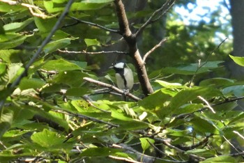 Japanese Tit 東京都北区 Mon, 9/28/2020