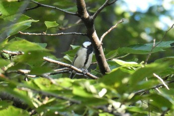 Japanese Tit 東京都北区 Mon, 9/28/2020