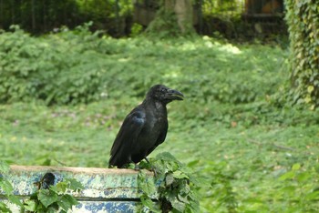 Carrion Crow 東京都北区 Sat, 10/3/2020