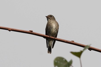 2020年10月3日(土) 北海道 函館市 函館山の野鳥観察記録