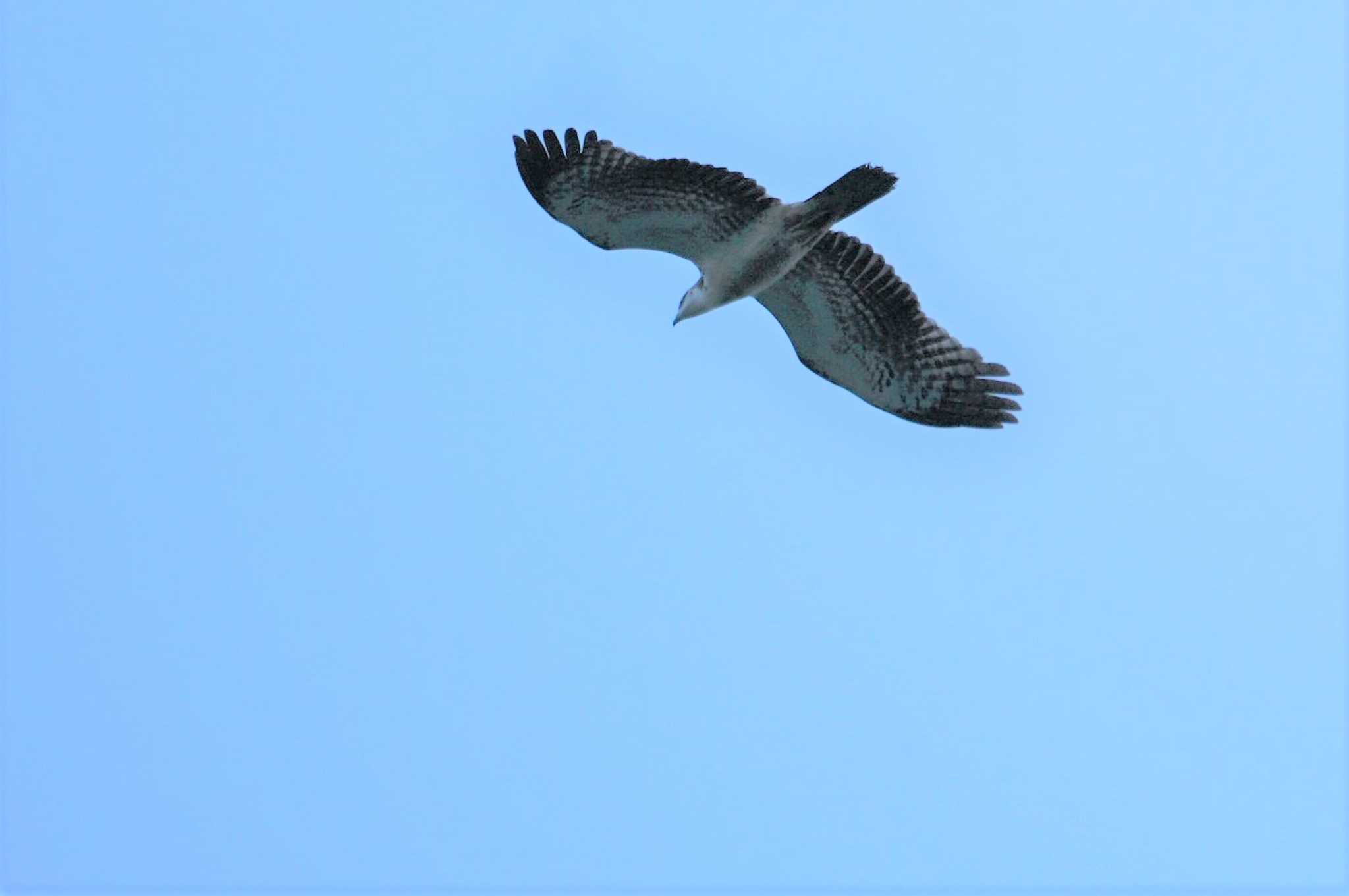 Crested Honey Buzzard