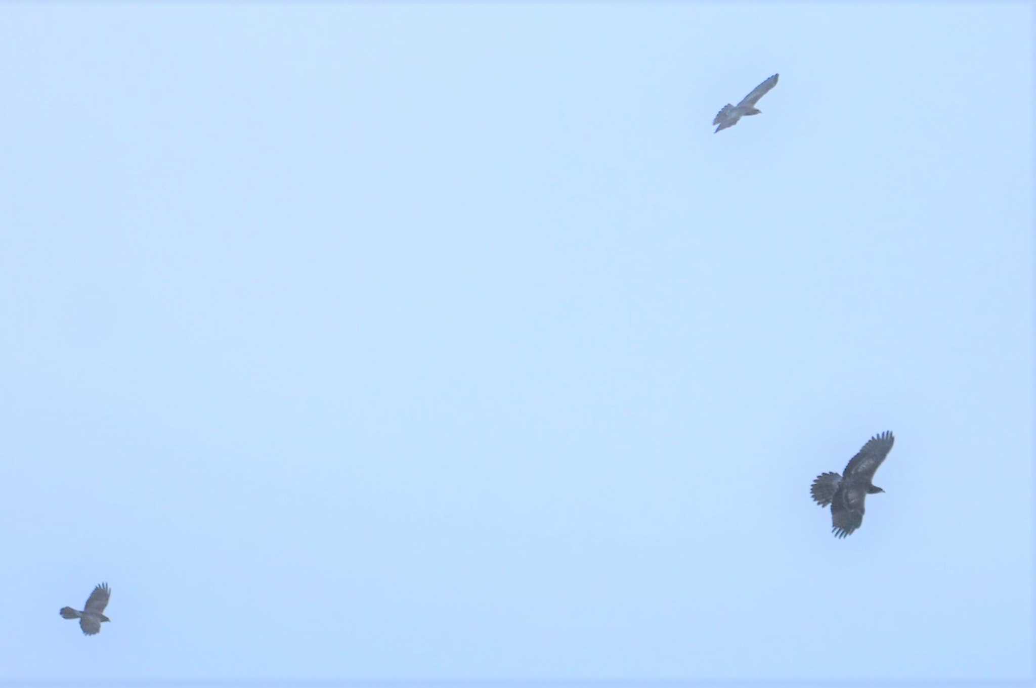 Crested Honey Buzzard