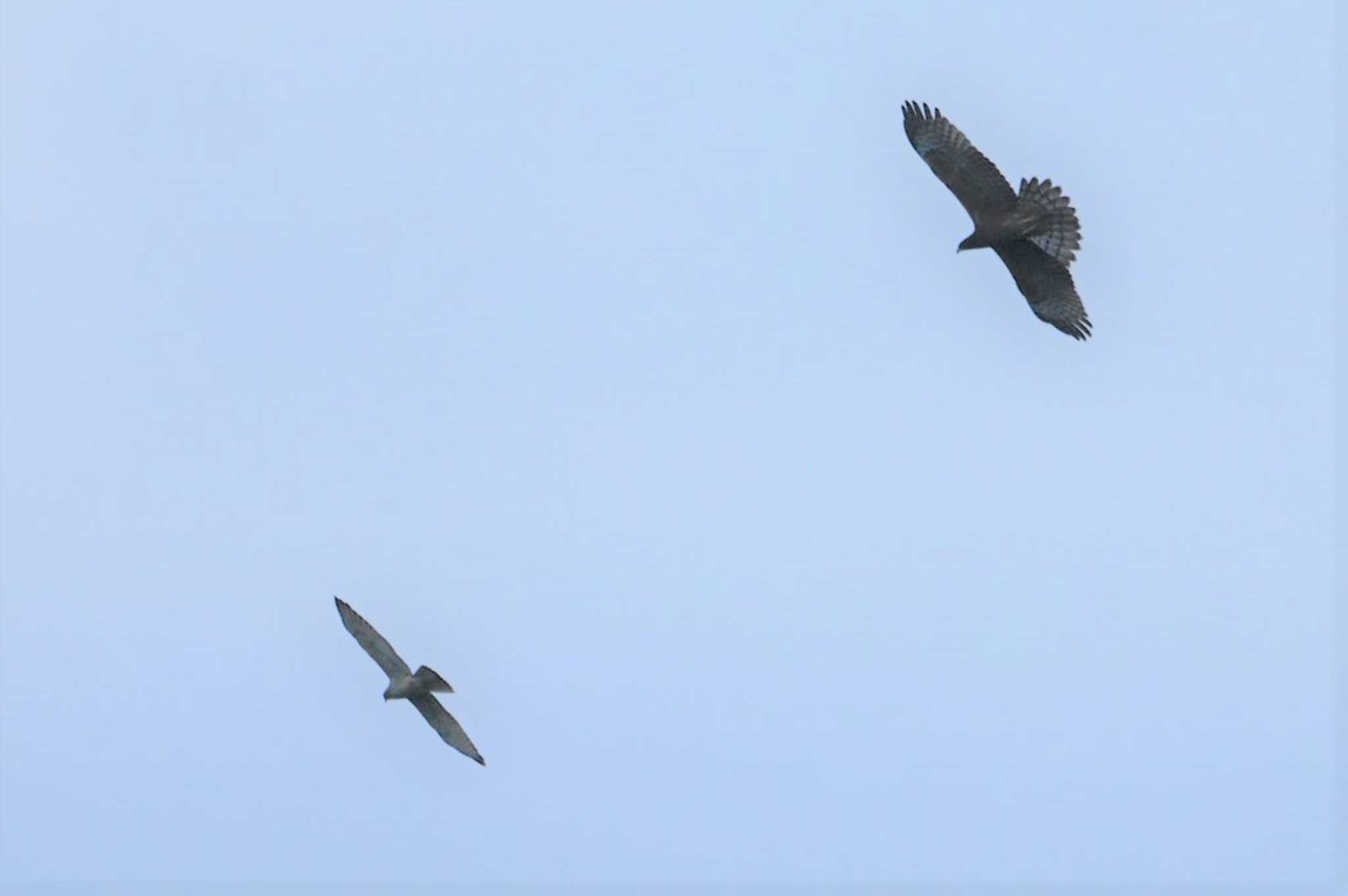 Crested Honey Buzzard