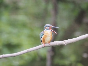 カワセミ 場所が不明 2016年7月6日(水)