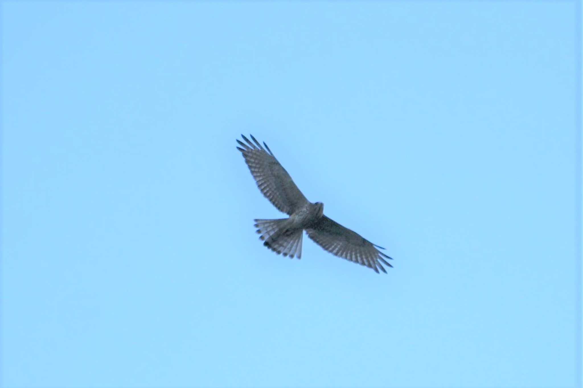 Grey-faced Buzzard