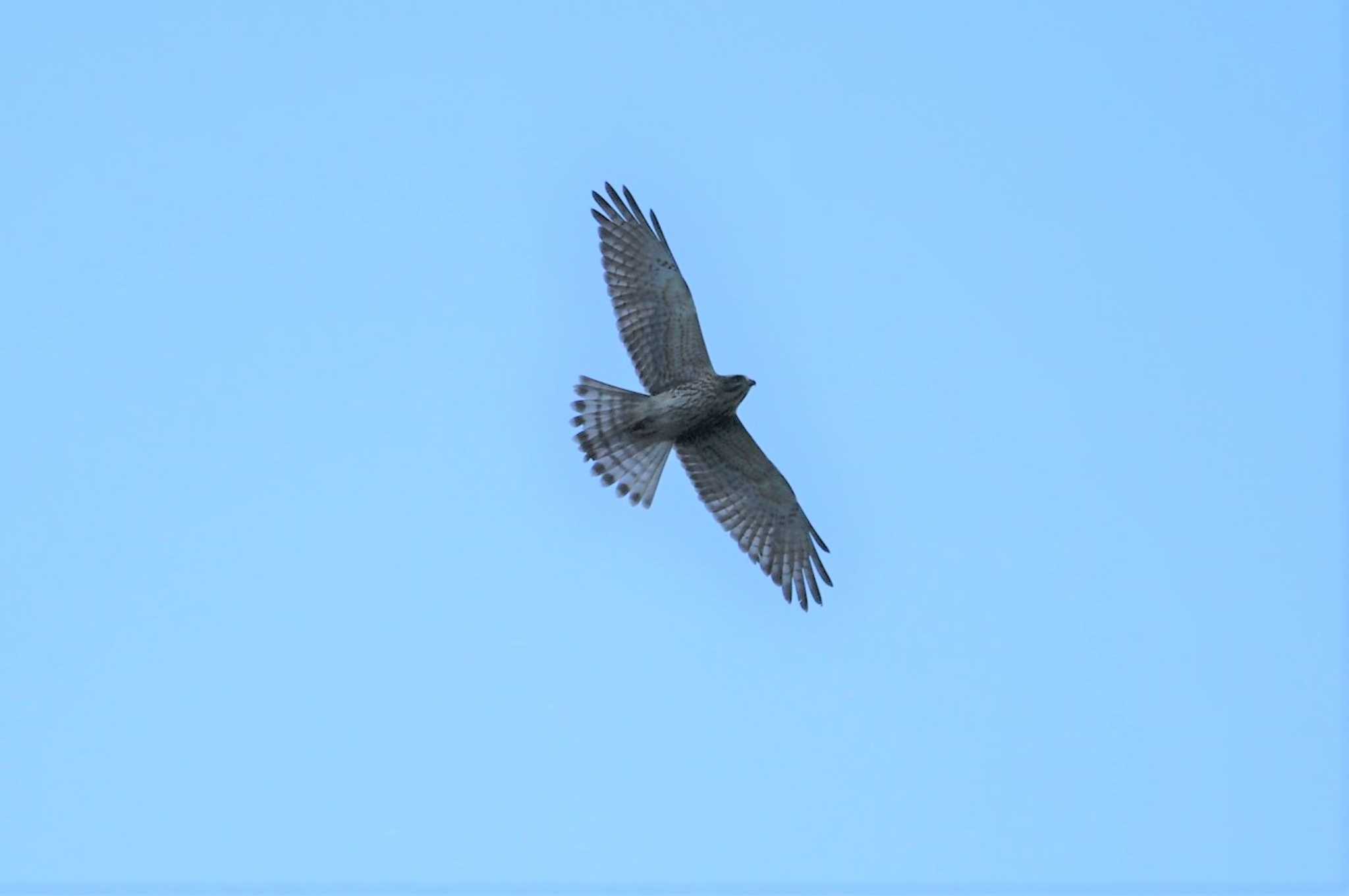 Grey-faced Buzzard