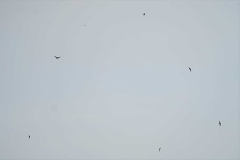 2020年10月2日(金) 伊良湖岬の野鳥観察記録