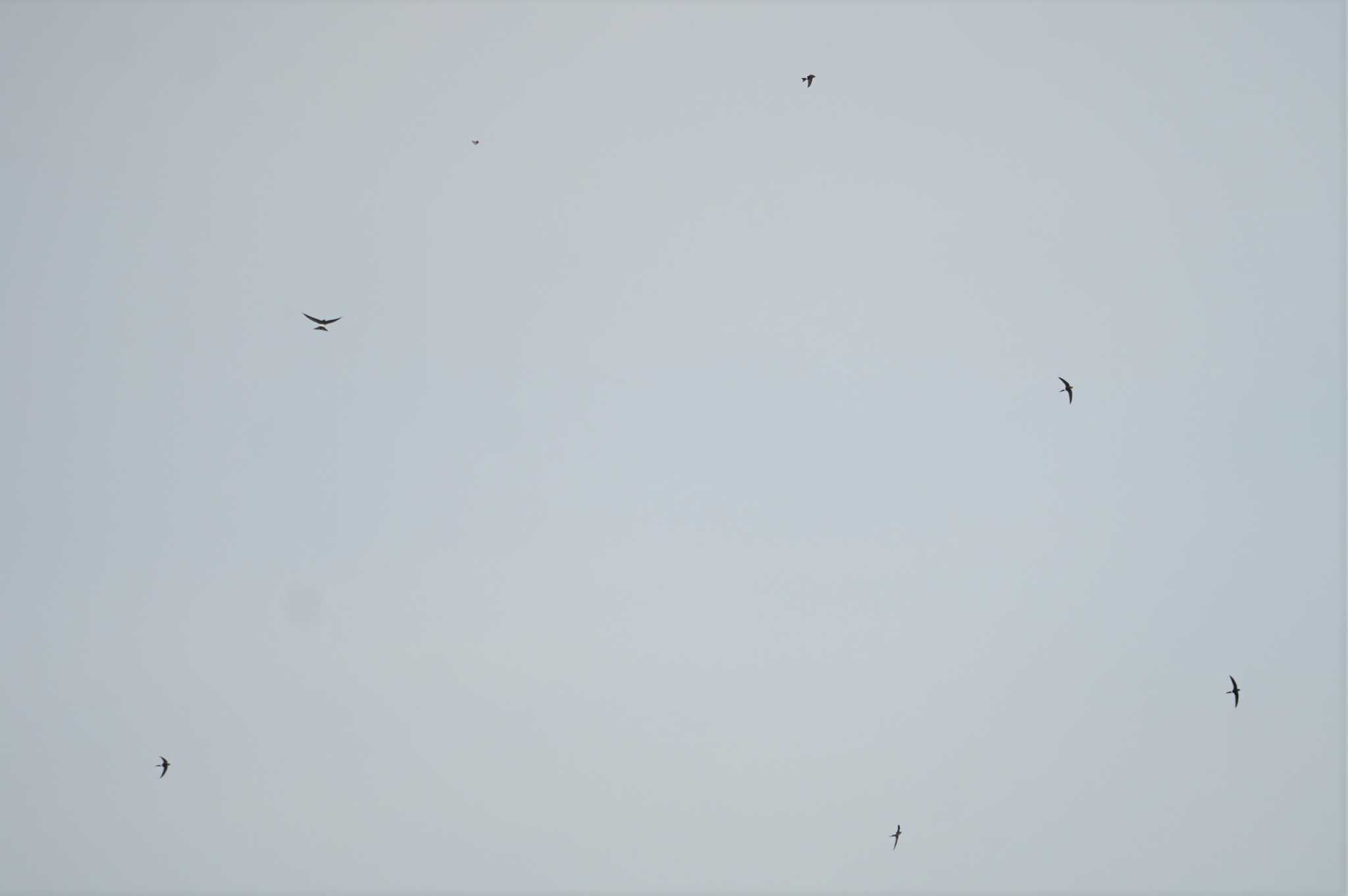 Photo of Pacific Swift at Cape Irago by マル