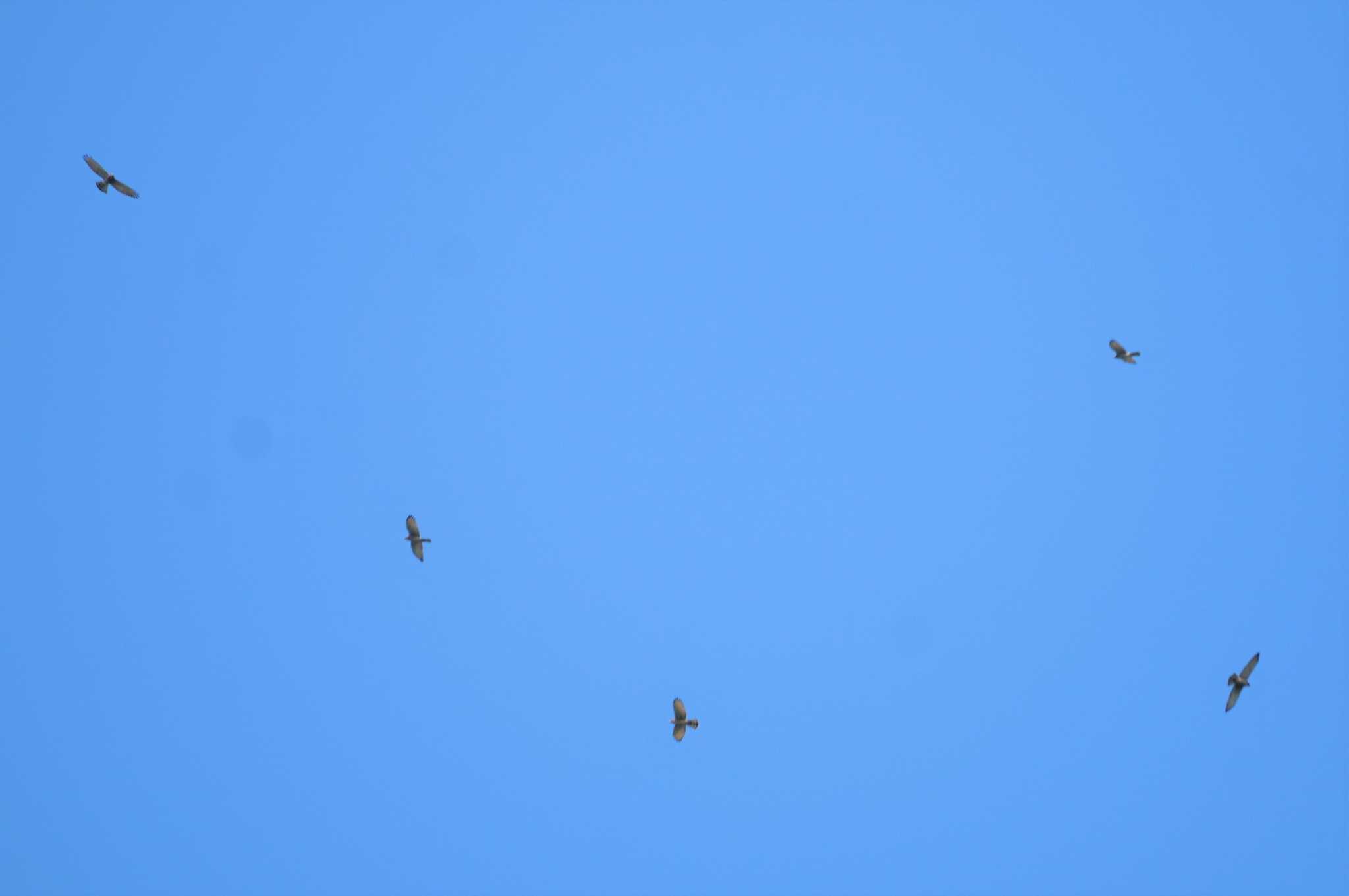 Grey-faced Buzzard