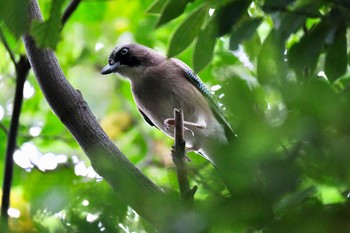 カケス 東京港野鳥公園 2020年10月3日(土)