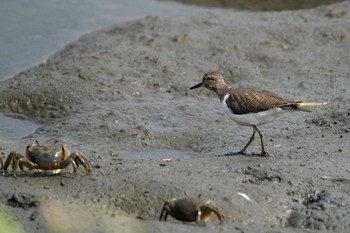 イソシギ 東京港野鳥公園 2020年10月3日(土)