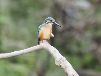 カワセミ 場所が不明 2016年7月6日(水)