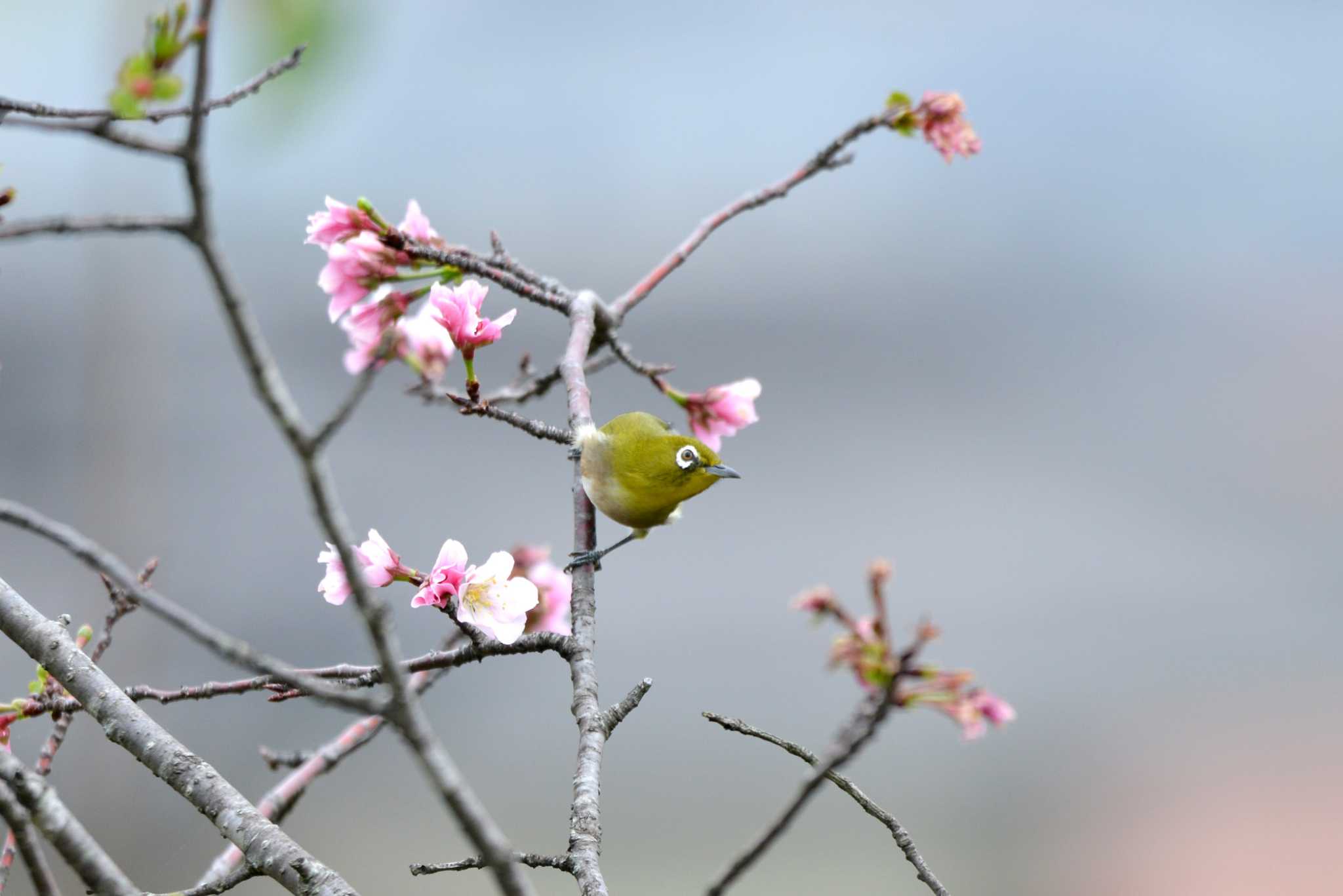 Warbling White-eye