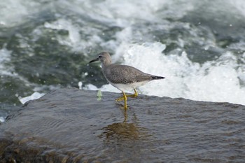 2020年10月3日(土) 多摩川二ヶ領宿河原堰の野鳥観察記録