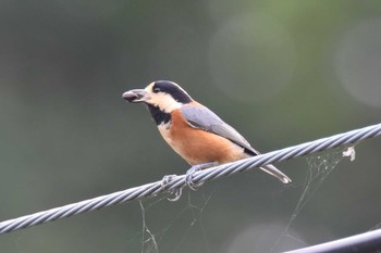 Varied Tit 猪名川町 Sat, 10/3/2020