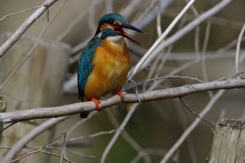 Common Kingfisher 鶴見川 Sat, 3/5/2016