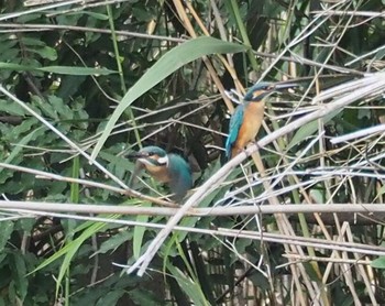 カワセミ 場所が不明 2016年7月6日(水)