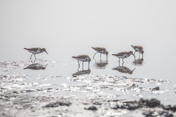 ハマシギ ふなばし三番瀬海浜公園 2020年10月3日(土)