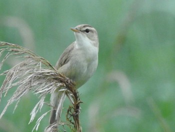 Black-browed Reed Warbler Shunkunitai Sat, 7/2/2016