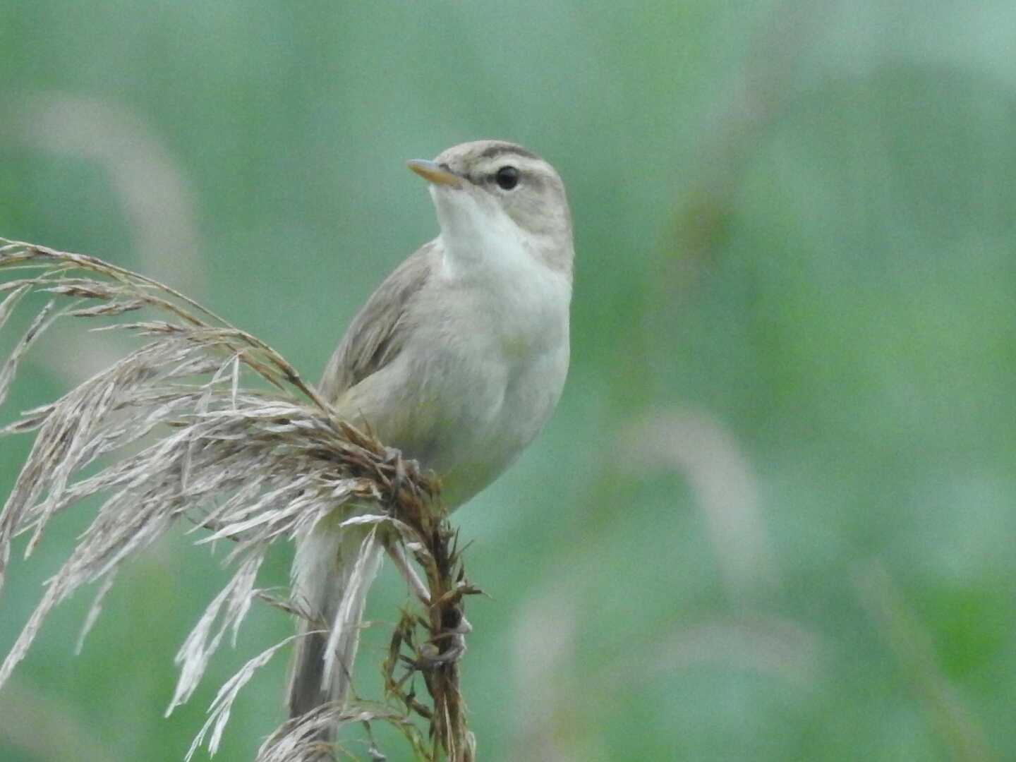 春国岱原生野鳥公園(根室) コヨシキリの写真