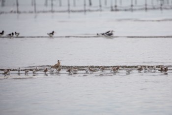 オオソリハシシギ ふなばし三番瀬海浜公園 2020年10月3日(土)