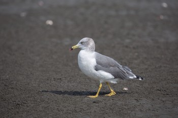 ウミネコ ふなばし三番瀬海浜公園 2020年10月3日(土)