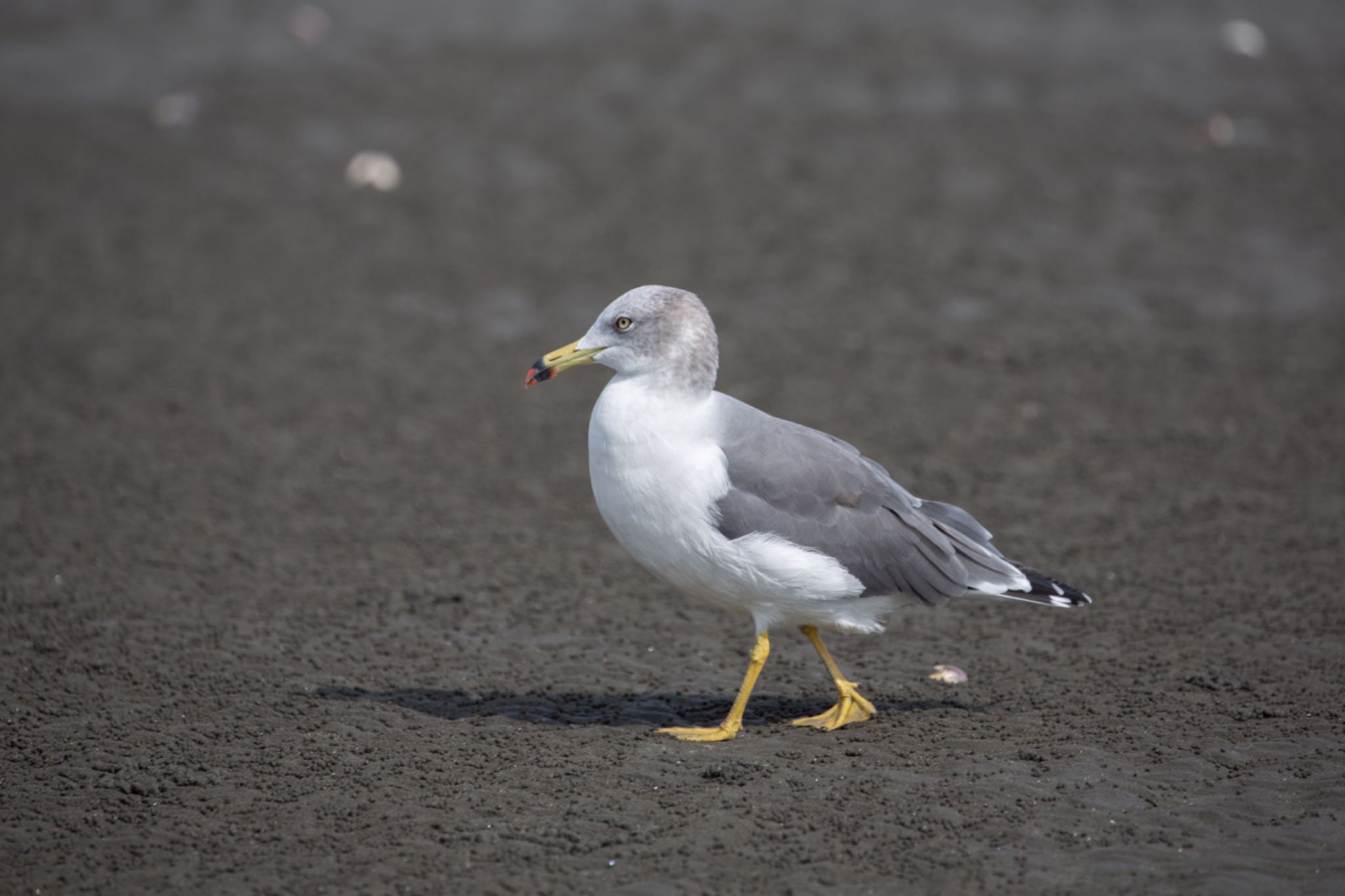 ふなばし三番瀬海浜公園 ウミネコの写真 by Leaf