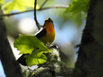 Narcissus Flycatcher 厚岸  愛冠岬 Fri, 7/1/2016