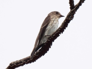 2020年10月3日(土) 愛宕山子供の国・少年自然の家の野鳥観察記録