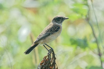 Amur Stonechat 猪名川町 Thu, 10/1/2020